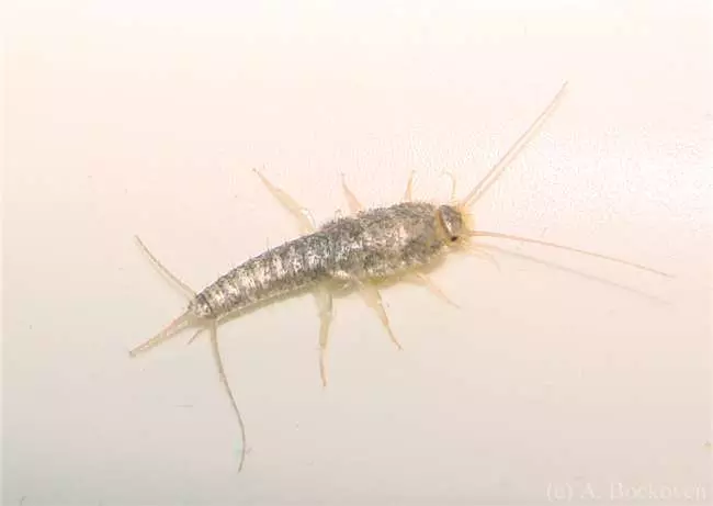 你家裡也有這種討厭的害蟲「衣魚」嗎?透過這7個簡單的方法,一起來消滅它們吧!