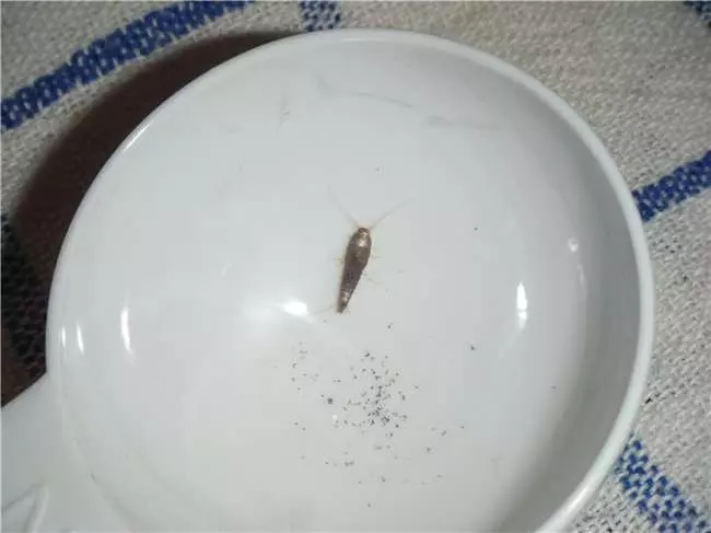 你家裡也有這種討厭的害蟲「衣魚」嗎?透過這7個簡單的方法,一起來消滅它們吧!