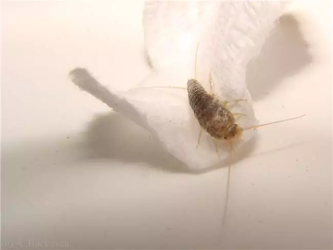 你家裡也有這種討厭的害蟲「衣魚」嗎?透過這7個簡單的方法,一起來消滅它們吧!