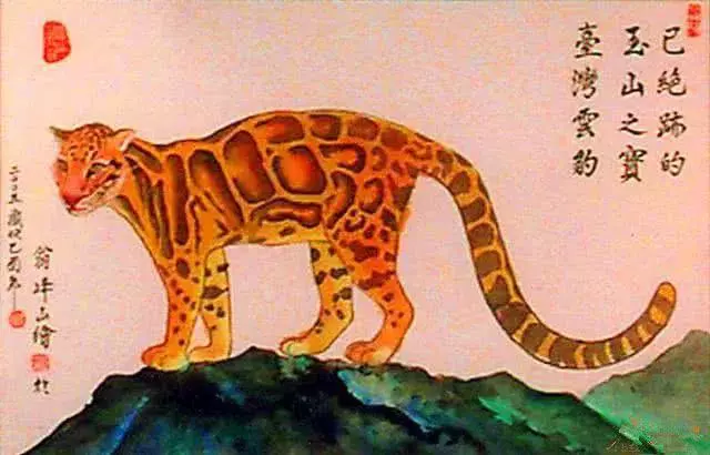 臺灣雲豹消失36年後臺東重現?已經滅絕的動物為何還能現身?
