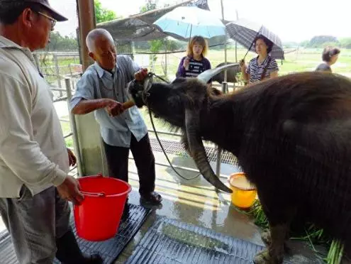 「撐著見老主人最後一面」!117歲「牛瑞」不吃不喝,主人落淚披上黃布:永遠不會忘記這一世情!