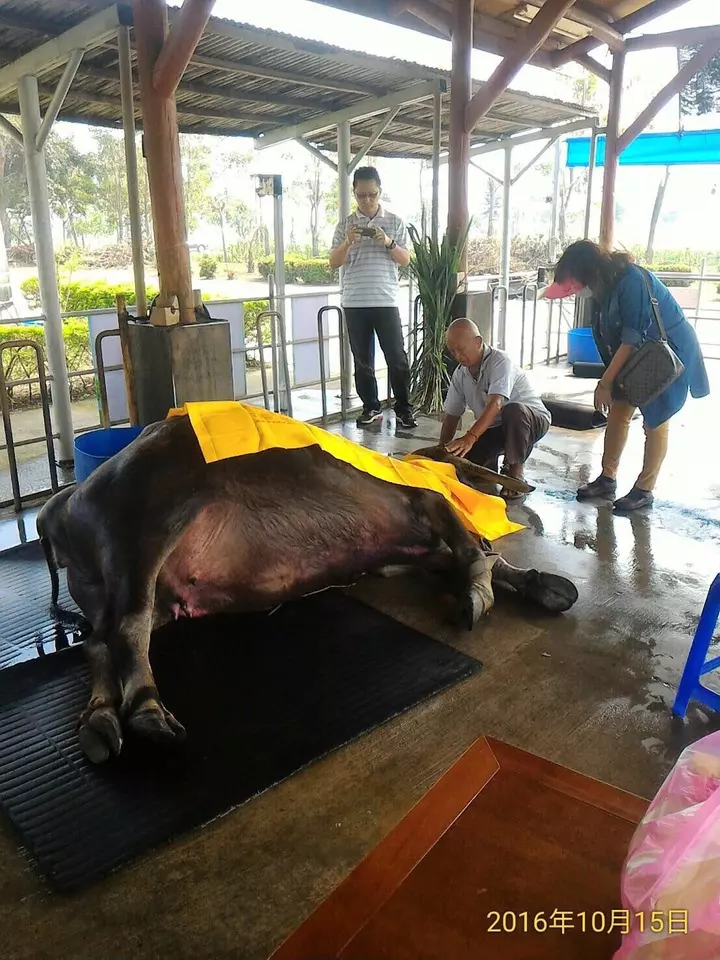 「撐著見老主人最後一面」!117歲「牛瑞」不吃不喝,主人落淚披上黃布:永遠不會忘記這一世情!