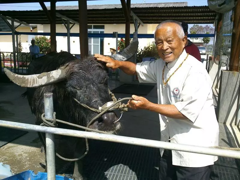 「撐著見老主人最後一面」!117歲「牛瑞」不吃不喝,主人落淚披上黃布:永遠不會忘記這一世情!