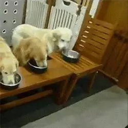 狗狗一天到底該吃多少食物,其實大多的飼主都做錯了