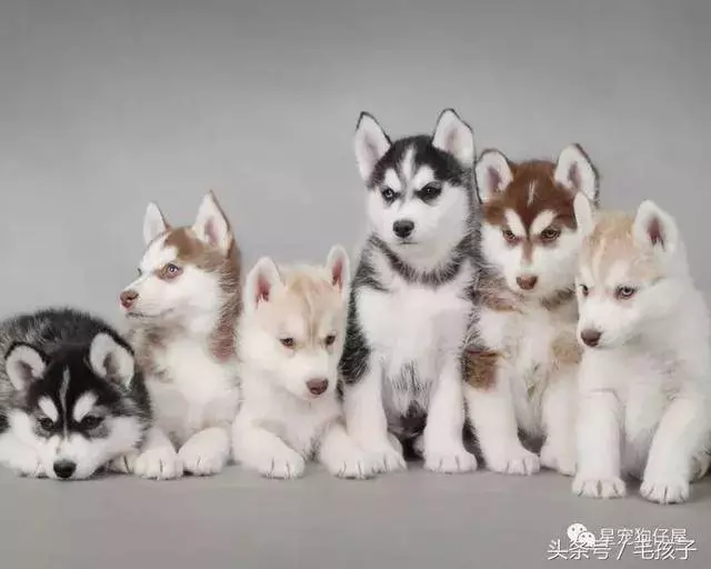 狗狗一天到底該吃多少食物,其實大多的飼主都做錯了