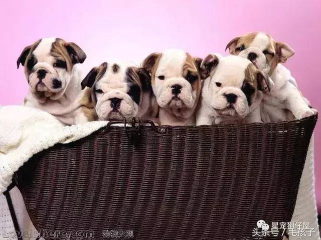 狗狗一天到底該吃多少食物,其實大多的飼主都做錯了