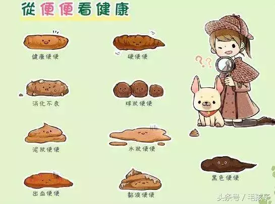 狗狗一天到底該吃多少食物,其實大多的飼主都做錯了