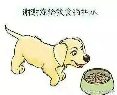 原來狗狗的內心世界是這樣的,請每位主人認真閱讀