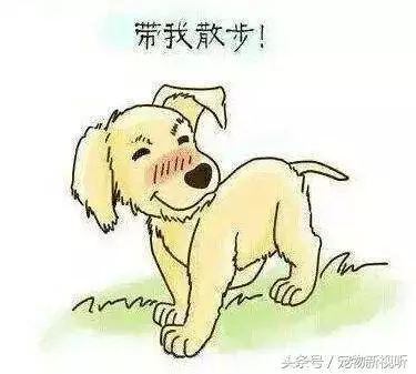 原來狗狗的內心世界是這樣的,請每位主人認真閱讀