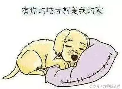 原來狗狗的內心世界是這樣的,請每位主人認真閱讀