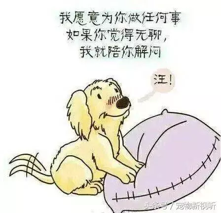原來狗狗的內心世界是這樣的,請每位主人認真閱讀