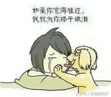 原來狗狗的內心世界是這樣的,請每位主人認真閱讀