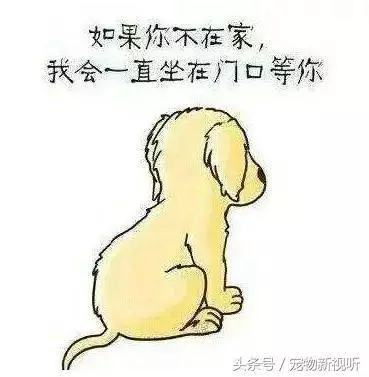 原來狗狗的內心世界是這樣的,請每位主人認真閱讀