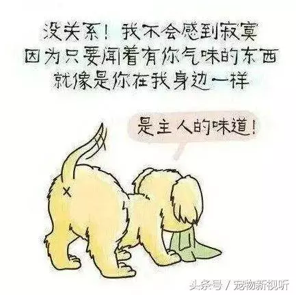 原來狗狗的內心世界是這樣的,請每位主人認真閱讀