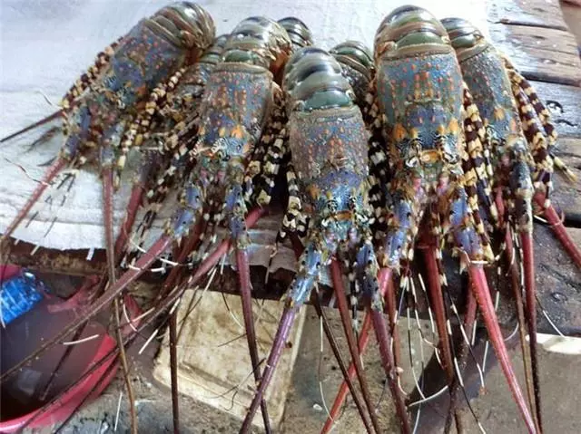 非洲窮人吃這些食物,在其它國家只有土豪才能吃得起!