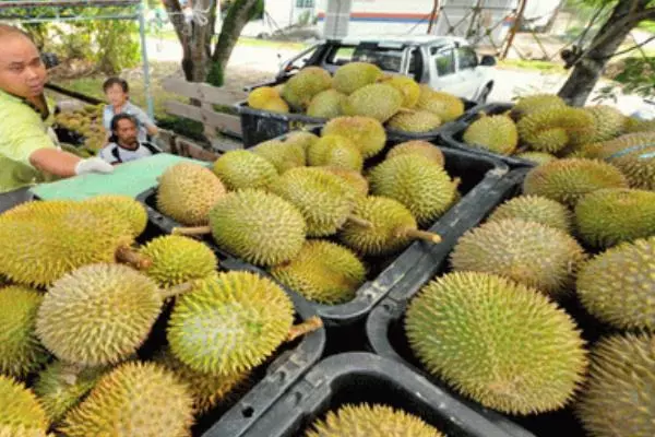 榴槤怎麼種 榴槤種植方法與注意事項