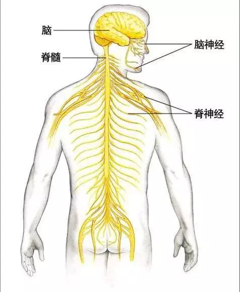 百病由筋治,常見的理筋手法,治好很多小毛病!