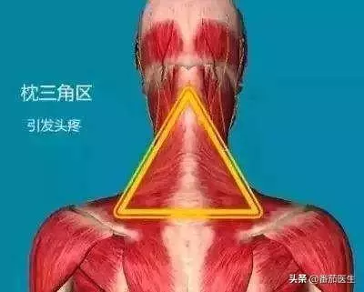 人體黃金三角和健康的關係!