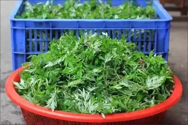 艾草是個寶,可惜很少人知道怎麼用...藥用價值: 艾草全草可入藥介紹