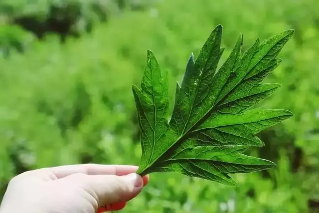 艾草是個寶,可惜很少人知道怎麼用...藥用價值: 艾草全草可入藥介紹