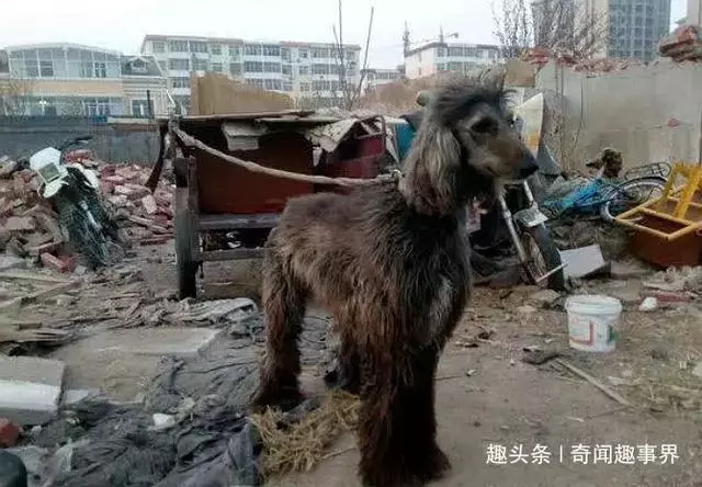 撿廢品大爺收養了一條流浪狗,三個月過後,土豪開價十萬想買