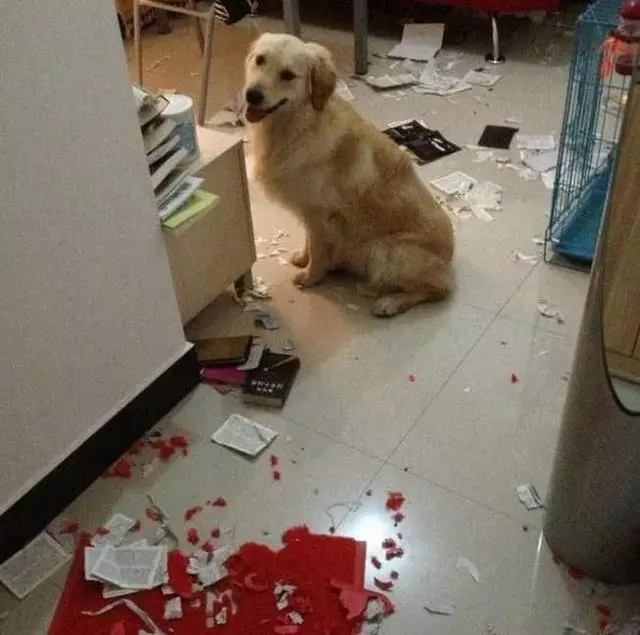 女子家養了一隻金毛,拆家本事並不比二哈差,看看這拆家的本事!