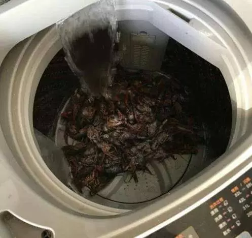 男子買了15斤龍蝦宴請賓客,妻子怕麻煩,靈機一動放洗衣機裡洗,打開後卻哭笑不得!