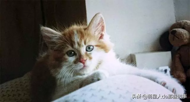 1988年出生的貓活到了現在!老壽星已經超過30歲!