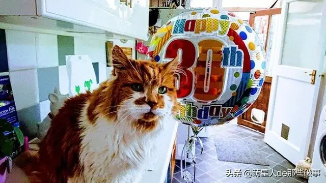1988年出生的貓活到了現在!老壽星已經超過30歲!
