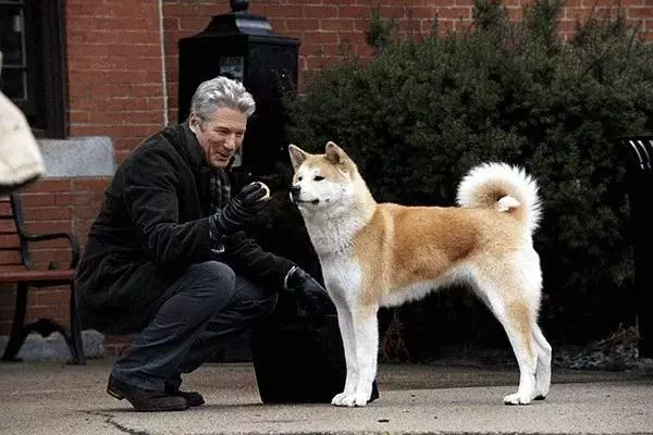 能讓我看哭的電影很少,但忠犬八公絕對是其中一個