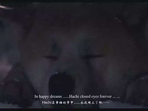 能讓我看哭的電影很少,但忠犬八公絕對是其中一個