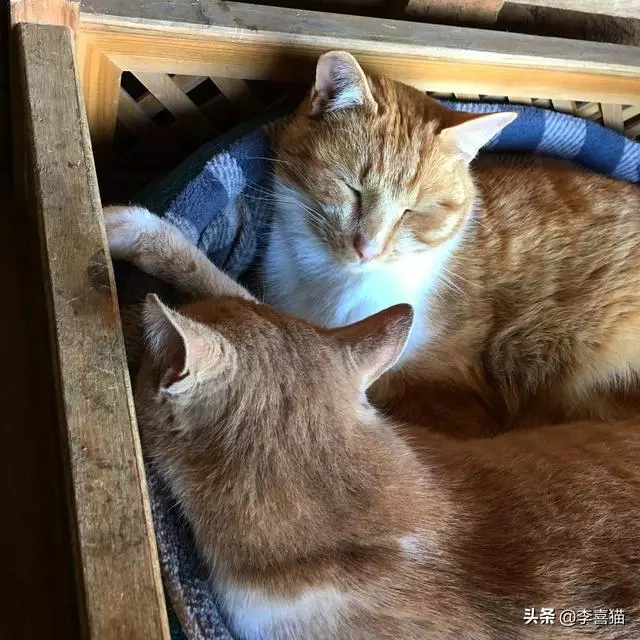 貓咪彼此之間的交流大都靠眼神和肢體動作來進行,很少用語言交流
