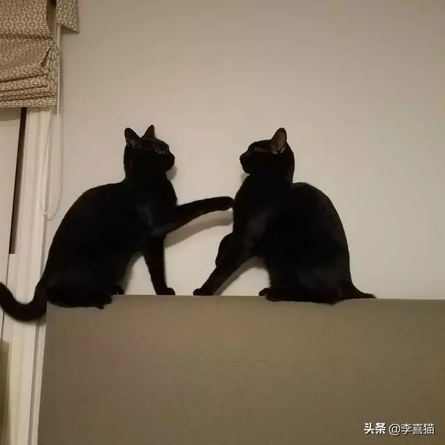 貓咪彼此之間的交流大都靠眼神和肢體動作來進行,很少用語言交流