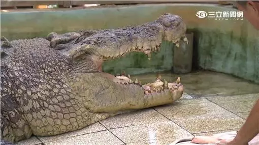 想重現耶穌神蹟!牧師秀「水上行走」 慘遭鱷魚分食果腹