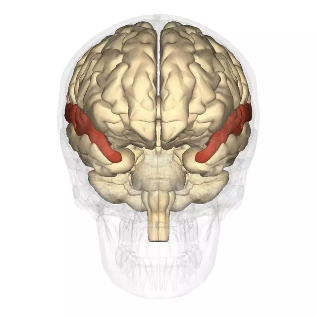 別再吼孩子罵孩子了,心理學家:父母的語言暴力會改變孩子的大腦,影響智力!