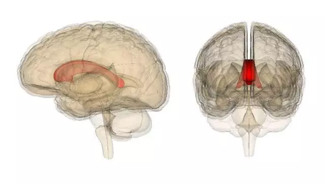 別再吼孩子罵孩子了,心理學家:父母的語言暴力會改變孩子的大腦,影響智力!