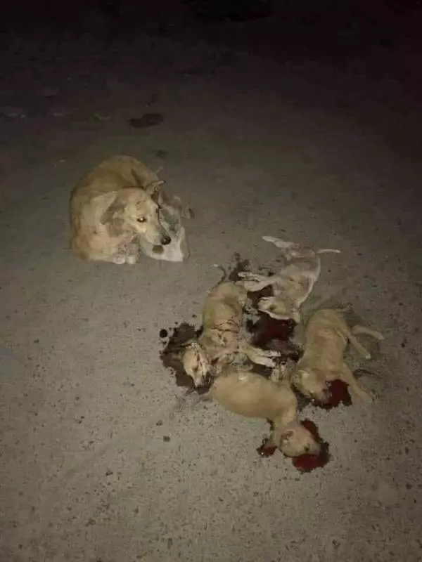 大馬市政廳前員工「殺了無數的狗」 痛心自責,沒想到竟報應在自己的女兒身上!