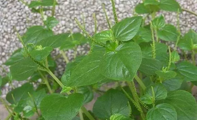 手足口症剋星 軟骨草 可以幫到很多人