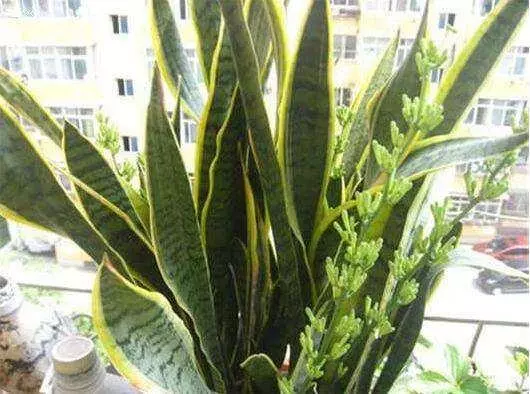 葉子干尖多半是缺營養,盆底鋪一層它,虎皮蘭長成大高個!