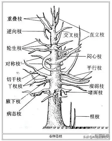 菜鳥講堂丨盆景的修剪藝術