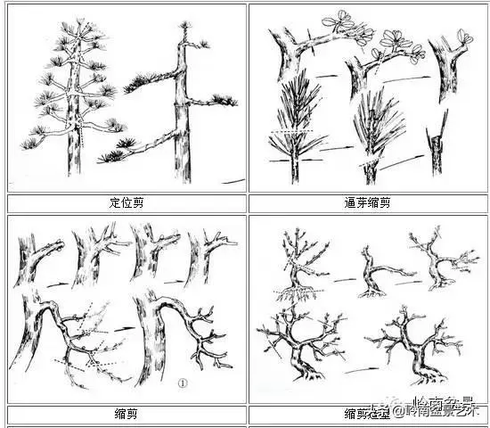 菜鳥講堂丨盆景的修剪藝術