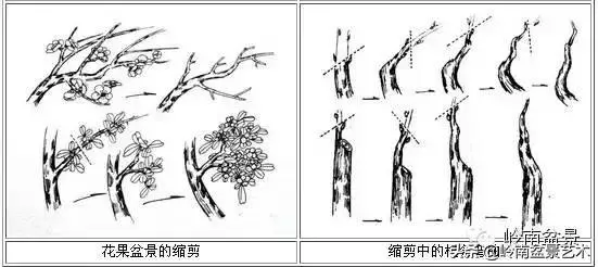 菜鳥講堂丨盆景的修剪藝術