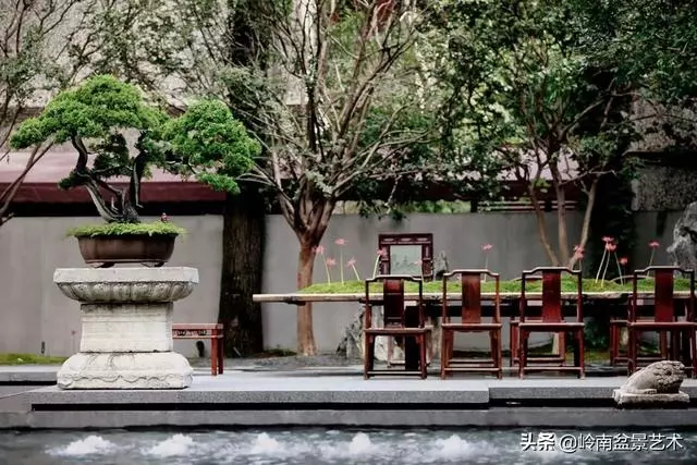 盆景——馬雲私宴上的常客