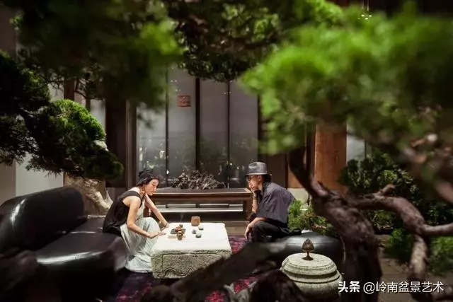 盆景——馬雲私宴上的常客