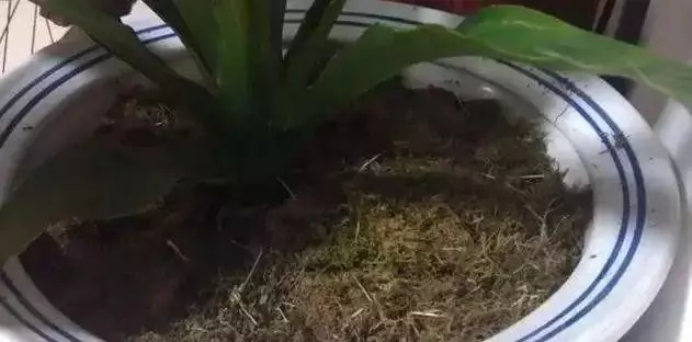 用這個方法漚花肥,花繁葉茂,而且一點也不臭!