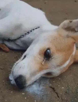 可以不愛,但請不要傷害,毒死寵物狗是要負法律責任的