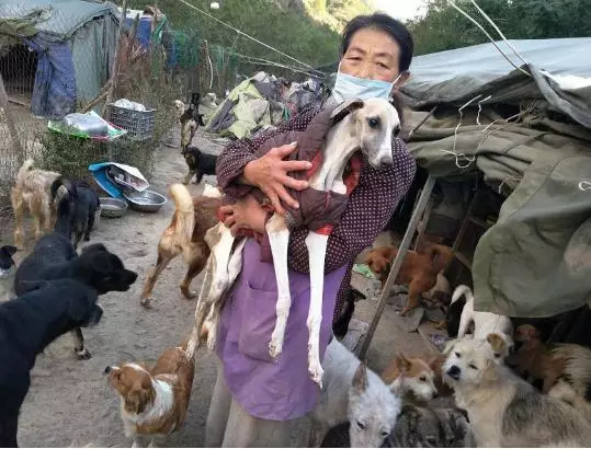 可以不愛,但請不要傷害,毒死寵物狗是要負法律責任的