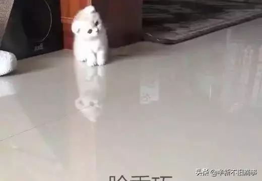 貓咪一覺睡醒,脖子就歪了,醫生的話讓人笑噴