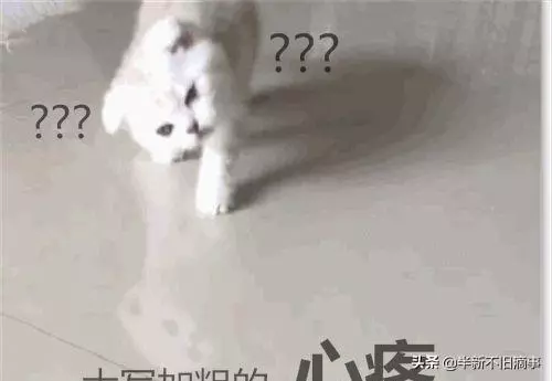 貓咪一覺睡醒,脖子就歪了,醫生的話讓人笑噴