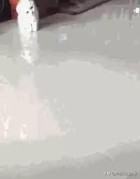 貓咪一覺睡醒,脖子就歪了,醫生的話讓人笑噴